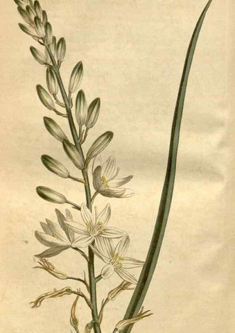 Reproducción/Reproduction 34377411953: Curtis's botanical magazine.. London ; New York [etc.] :Academic Press [etc.]