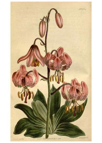 Reproducción/Reproduction 34800380210: Curtis's botanical magazine.. London ; New York [etc.] :Academic Press [etc.]