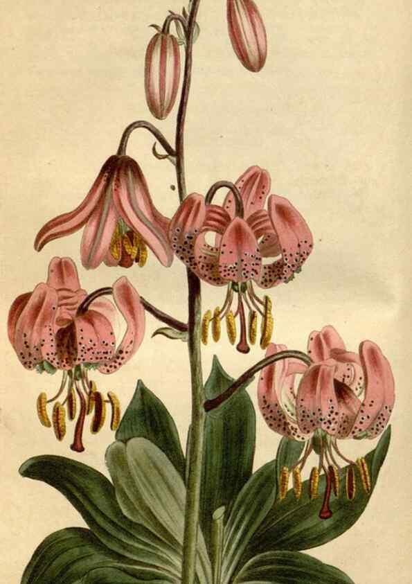Reproducción/Reproduction 34800380210: Curtis's botanical magazine.. London ; New York [etc.] :Academic Press [etc.]