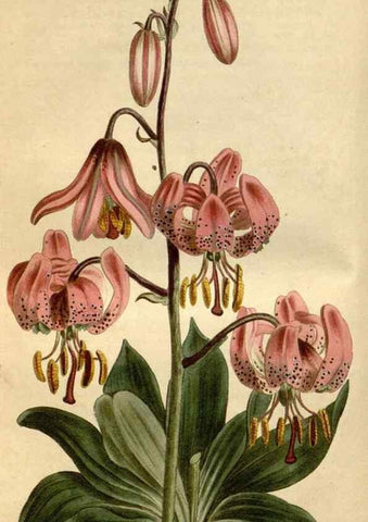 Reproducción/Reproduction 34800380210: Curtis's botanical magazine.. London ; New York [etc.] :Academic Press [etc.]