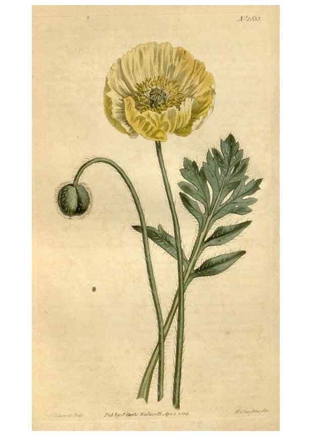 Reproducción/Reproduction 34800377650: Curtis's botanical magazine.. London ; New York [etc.] :Academic Press [etc.]