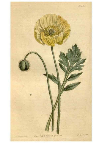 Reproducción/Reproduction 34800377650: Curtis's botanical magazine.. London ; New York [etc.] :Academic Press [etc.]