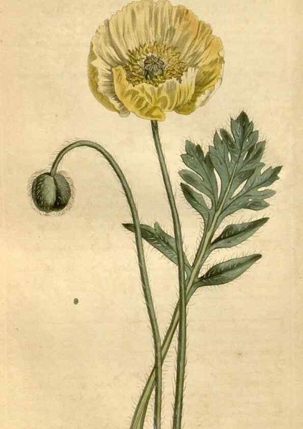 Reproducción/Reproduction 34800377650: Curtis's botanical magazine.. London ; New York [etc.] :Academic Press [etc.]