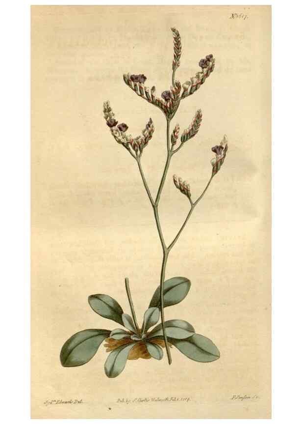 Reproducción/Reproduction 35146724506: Curtis's botanical magazine.. London ; New York [etc.] :Academic Press [etc.]