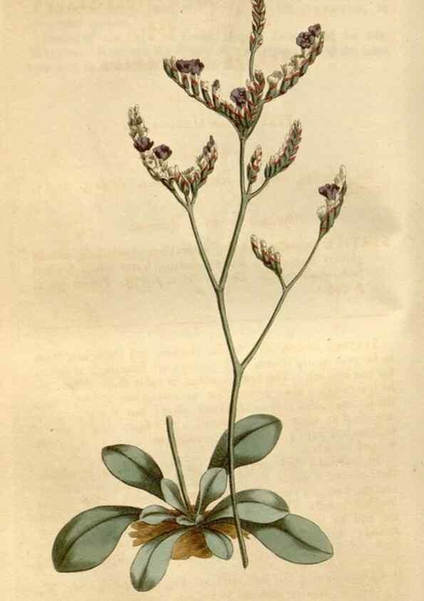 Reproducción/Reproduction 35146724506: Curtis's botanical magazine.. London ; New York [etc.] :Academic Press [etc.]