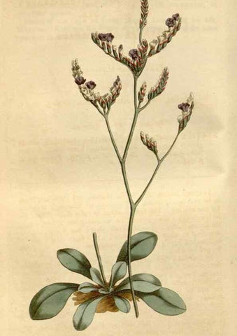 Reproducción/Reproduction 35146724506: Curtis's botanical magazine.. London ; New York [etc.] :Academic Press [etc.]