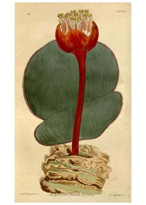 Reproducción/Reproduction 34800352540: Curtis's botanical magazine.. London ; New York [etc.] :Academic Press [etc.]