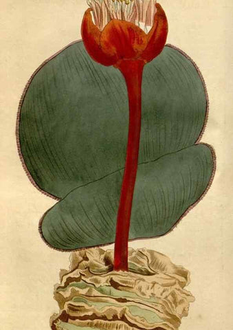 Reproducción/Reproduction 34800352540: Curtis's botanical magazine.. London ; New York [etc.] :Academic Press [etc.]