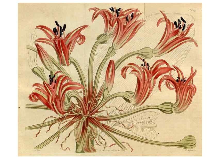 Reproducción/Reproduction 35021807352: Curtis's botanical magazine.. London ; New York [etc.] :Academic Press [etc.]