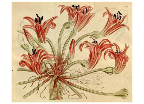 Reproducción/Reproduction 35021807352: Curtis's botanical magazine.. London ; New York [etc.] :Academic Press [etc.]