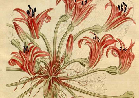 Reproducción/Reproduction 35021807352: Curtis's botanical magazine.. London ; New York [etc.] :Academic Press [etc.]