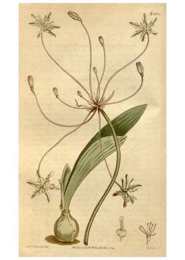 Reproducción/Reproduction 35021809442: Curtis's botanical magazine.. London ; New York [etc.] :Academic Press [etc.]