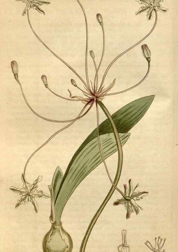 Reproducción/Reproduction 35021809442: Curtis's botanical magazine.. London ; New York [etc.] :Academic Press [etc.]