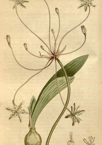 Reproducción/Reproduction 35021809442: Curtis's botanical magazine.. London ; New York [etc.] :Academic Press [etc.]