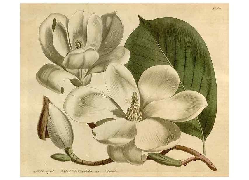 Reproducción/Reproduction 35021810922: Curtis's botanical magazine.. London ; New York [etc.] :Academic Press [etc.]