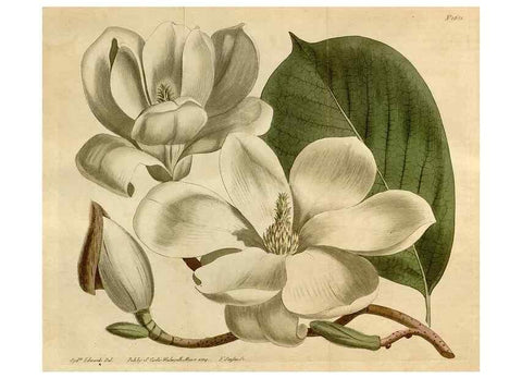 Reproducción/Reproduction 35021810922: Curtis's botanical magazine.. London ; New York [etc.] :Academic Press [etc.]