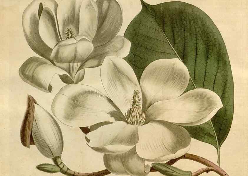 Reproducción/Reproduction 35021810922: Curtis's botanical magazine.. London ; New York [etc.] :Academic Press [etc.]
