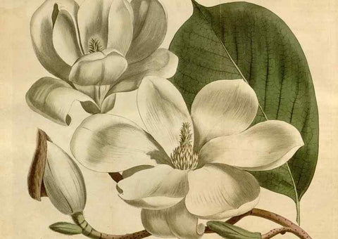 Reproducción/Reproduction 35021810922: Curtis's botanical magazine.. London ; New York [etc.] :Academic Press [etc.]