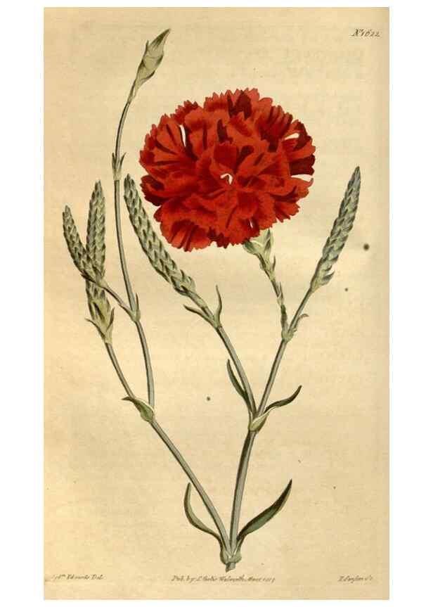 Reproducción/Reproduction 35021812722: Curtis's botanical magazine.. London ; New York [etc.] :Academic Press [etc.]