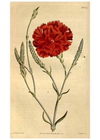 Reproducción/Reproduction 35021812722: Curtis's botanical magazine.. London ; New York [etc.] :Academic Press [etc.]
