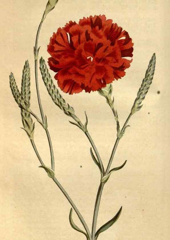 Reproducción/Reproduction 35021812722: Curtis's botanical magazine.. London ; New York [etc.] :Academic Press [etc.]