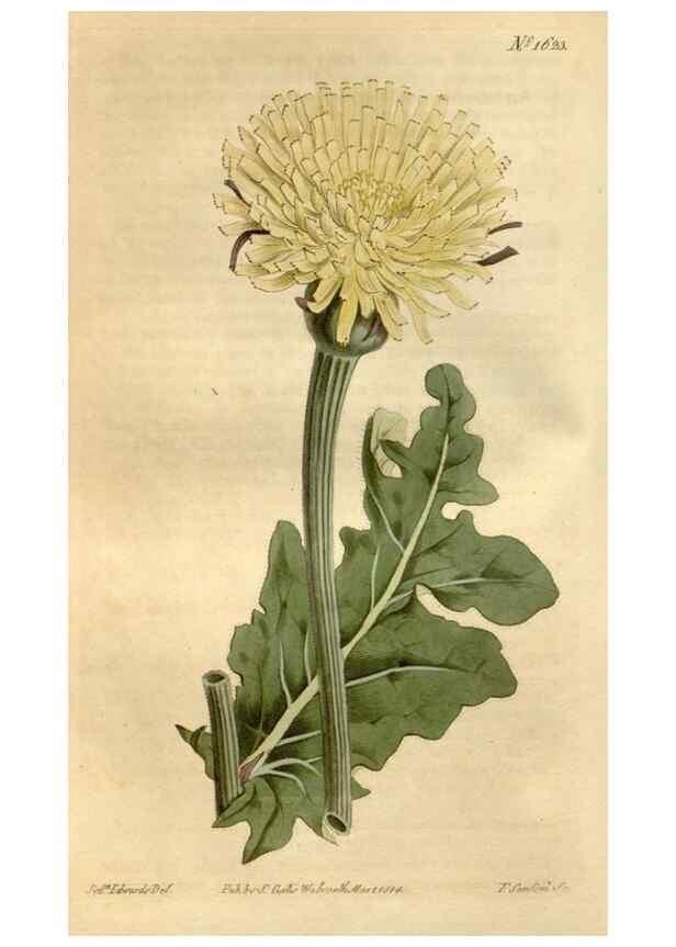 Reproducción/Reproduction 35021814112: Curtis's botanical magazine.. London ; New York [etc.] :Academic Press [etc.]