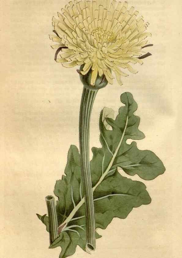 Reproducción/Reproduction 35021814112: Curtis's botanical magazine.. London ; New York [etc.] :Academic Press [etc.]