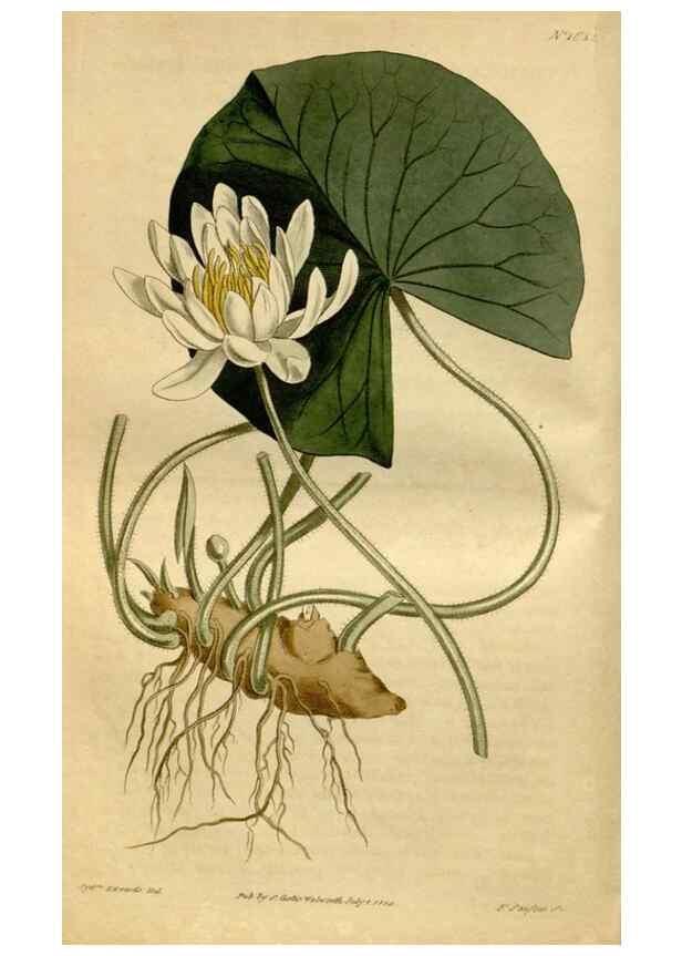 Reproducción/Reproduction 35146819986: Curtis's botanical magazine.. London ; New York [etc.] :Academic Press [etc.]