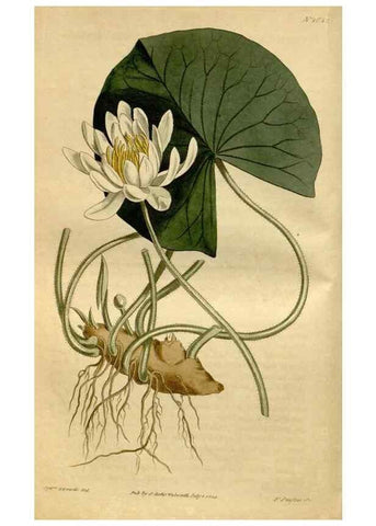 Reproducción/Reproduction 35146819986: Curtis's botanical magazine.. London ; New York [etc.] :Academic Press [etc.]