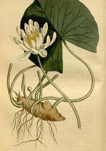 Reproducción/Reproduction 35146819986: Curtis's botanical magazine.. London ; New York [etc.] :Academic Press [etc.]