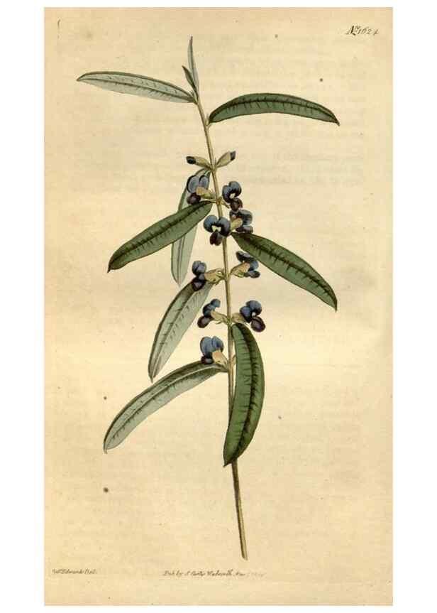 Reproducción/Reproduction 35021815612: Curtis's botanical magazine.. London ; New York [etc.] :Academic Press [etc.]