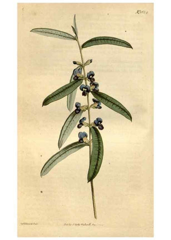 Reproducción/Reproduction 35021815612: Curtis's botanical magazine.. London ; New York [etc.] :Academic Press [etc.]