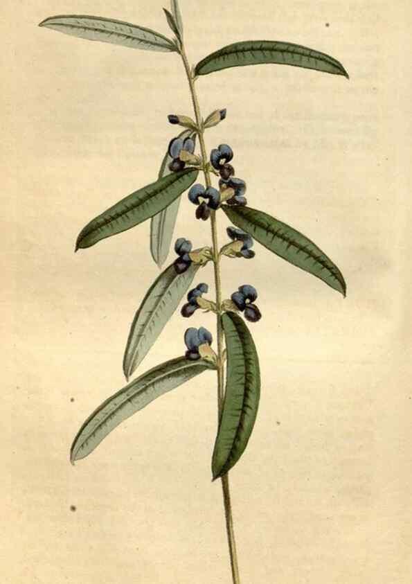 Reproducción/Reproduction 35021815612: Curtis's botanical magazine.. London ; New York [etc.] :Academic Press [etc.]
