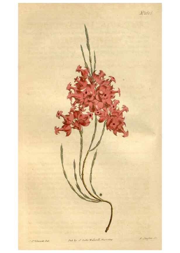 Reproducción/Reproduction 35146746916: Curtis's botanical magazine.. London ; New York [etc.] :Academic Press [etc.]