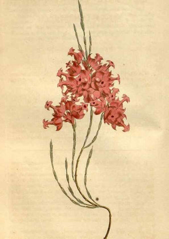 Reproducción/Reproduction 35146746916: Curtis's botanical magazine.. London ; New York [etc.] :Academic Press [etc.]