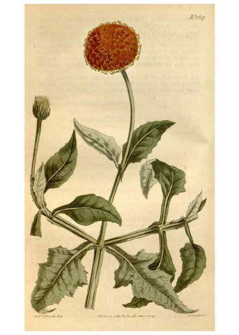 Reproducción/Reproduction 35056369711: Curtis's botanical magazine.. London ; New York [etc.] :Academic Press [etc.]