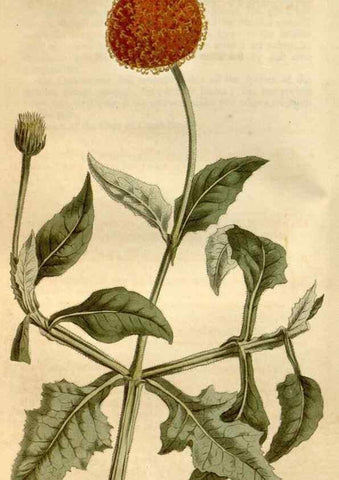 Reproducción/Reproduction 35056369711: Curtis's botanical magazine.. London ; New York [etc.] :Academic Press [etc.]