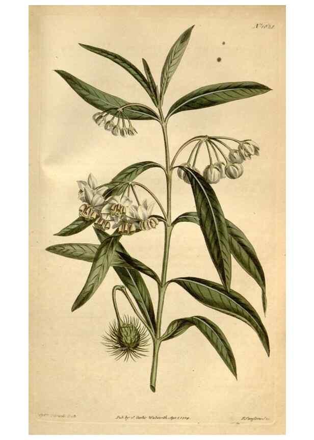 Reproducción/Reproduction 35056372341: Curtis's botanical magazine.. London ; New York [etc.] :Academic Press [etc.]