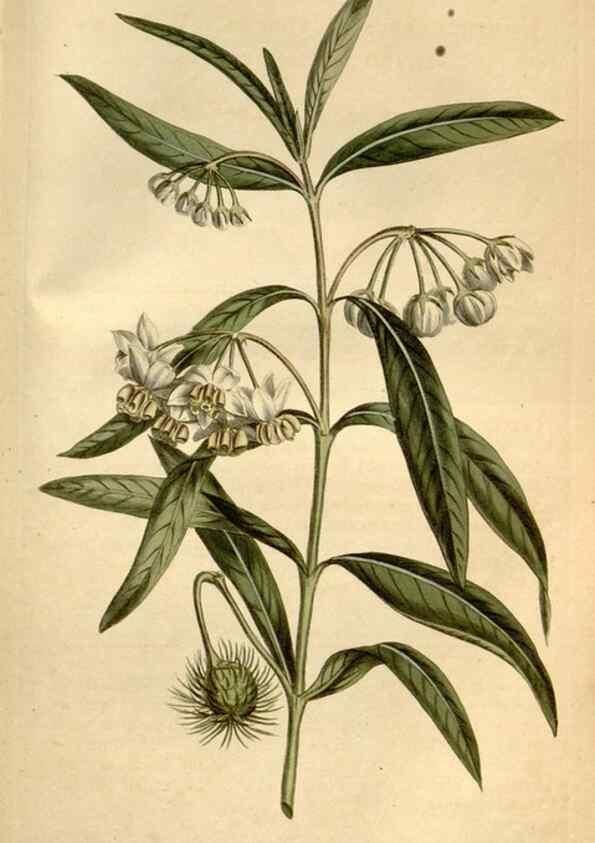 Reproducción/Reproduction 35056372341: Curtis's botanical magazine.. London ; New York [etc.] :Academic Press [etc.]