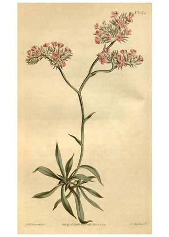 Reproducción/Reproduction 35056374991: Curtis's botanical magazine.. London ; New York [etc.] :Academic Press [etc.]