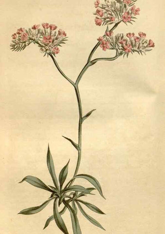Reproducción/Reproduction 35056374991: Curtis's botanical magazine.. London ; New York [etc.] :Academic Press [etc.]