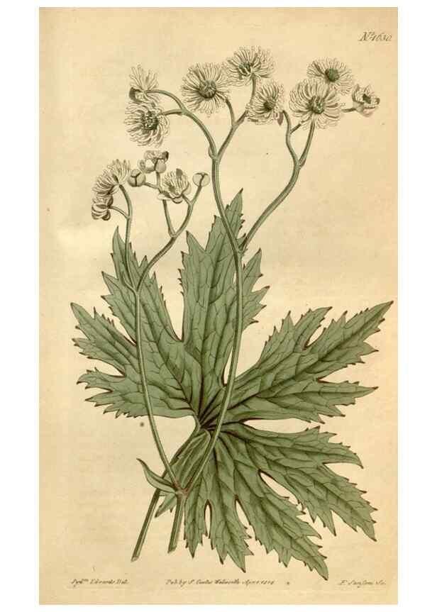 Reproducción/Reproduction 35187002425: Curtis's botanical magazine.. London ; New York [etc.] :Academic Press [etc.]