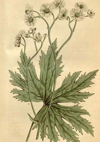 Reproducción/Reproduction 35187002425: Curtis's botanical magazine.. London ; New York [etc.] :Academic Press [etc.]