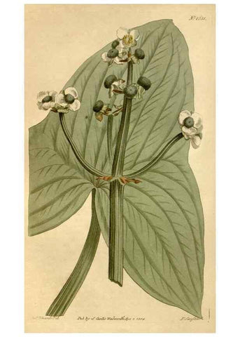 Reproducción/Reproduction 35187004745: Curtis's botanical magazine.. London ; New York [etc.] :Academic Press [etc.]