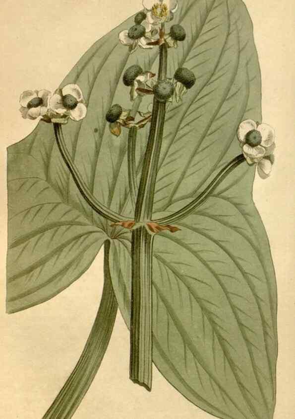 Reproducción/Reproduction 35187004745: Curtis's botanical magazine.. London ; New York [etc.] :Academic Press [etc.]