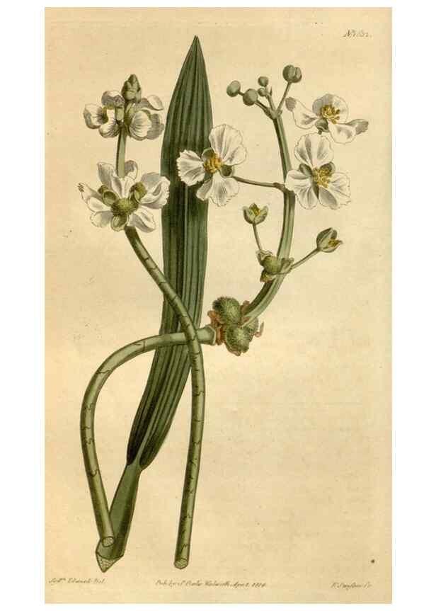 Reproducción/Reproduction 35056381841: Curtis's botanical magazine.. London ; New York [etc.] :Academic Press [etc.]