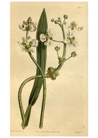 Reproducción/Reproduction 35056381841: Curtis's botanical magazine.. London ; New York [etc.] :Academic Press [etc.]