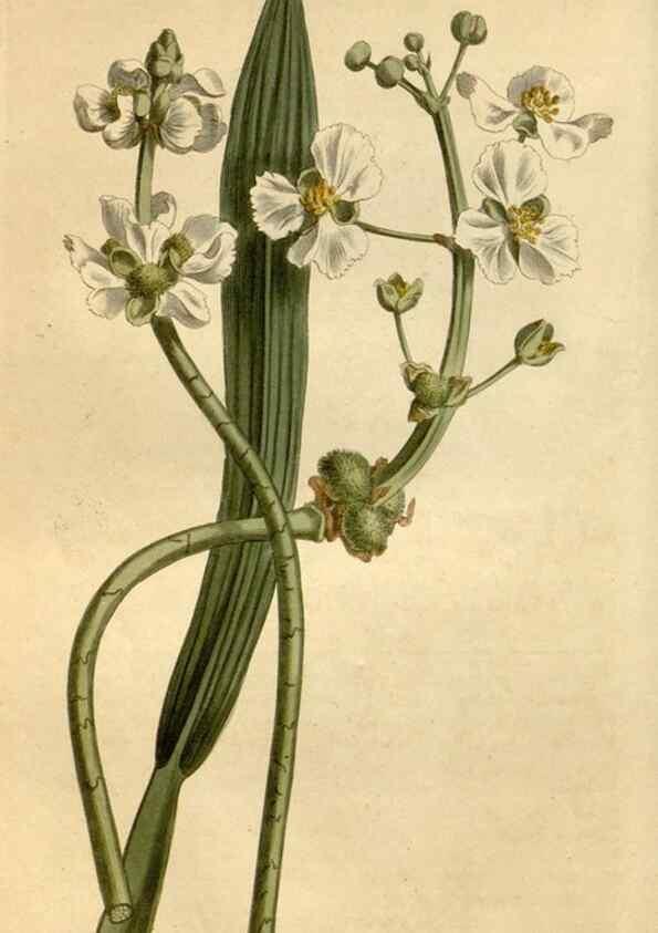 Reproducción/Reproduction 35056381841: Curtis's botanical magazine.. London ; New York [etc.] :Academic Press [etc.]