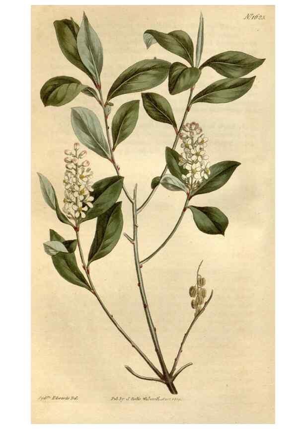 Reproducción/Reproduction 35021817382: Curtis's botanical magazine.. London ; New York [etc.] :Academic Press [etc.]