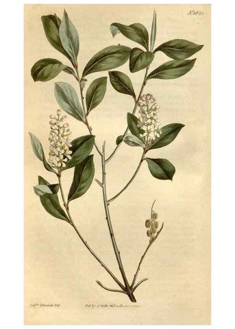 Reproducción/Reproduction 35021817382: Curtis's botanical magazine.. London ; New York [etc.] :Academic Press [etc.]